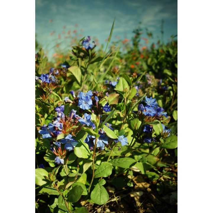 Ceratostigma plumbaginoides