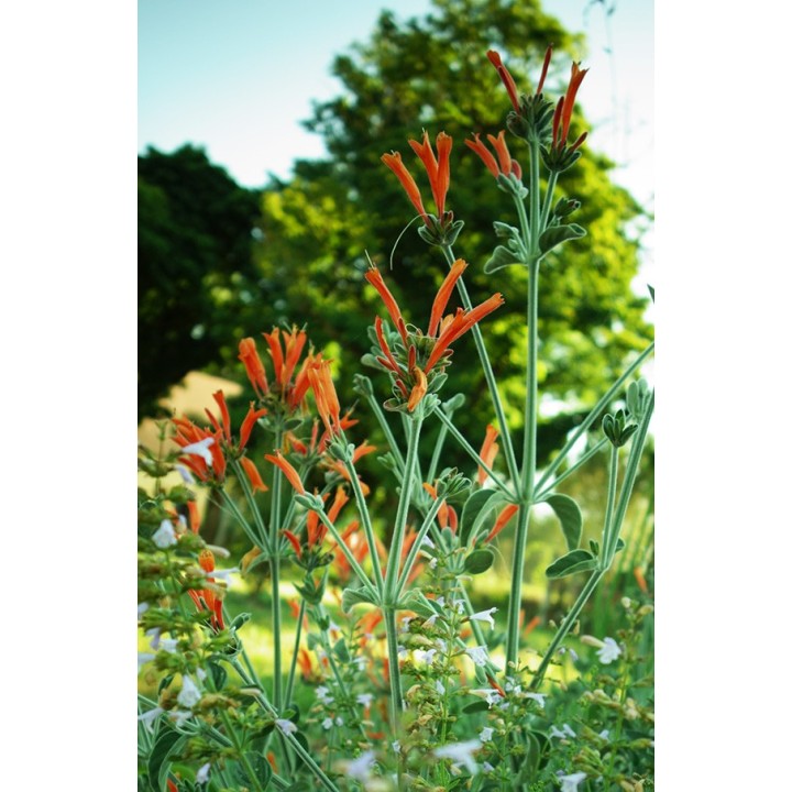 Jacobinia suberecta fleur d'été