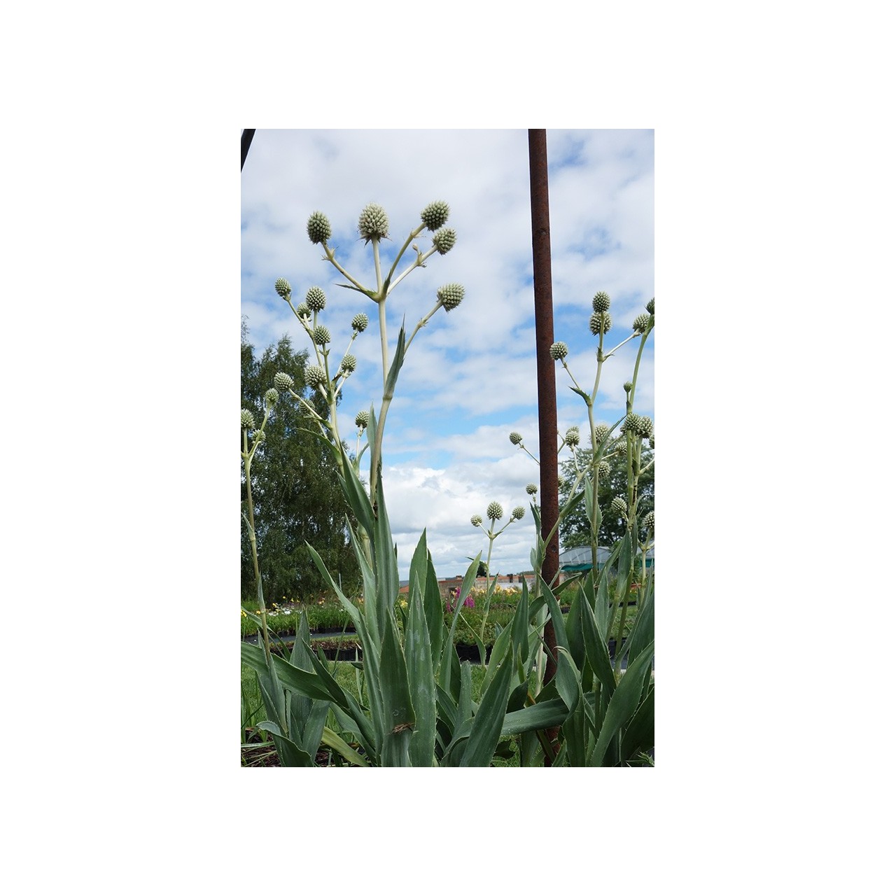 Eryngium yuccifolium