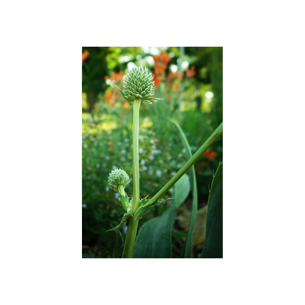 Eryngium yuccifolium