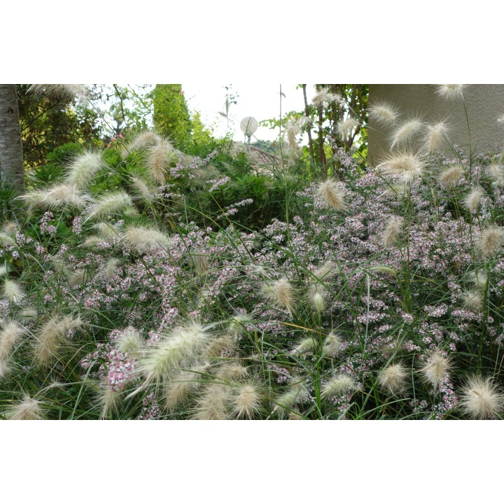 Aster lateriflorus 'Lady in Black' - Symphyotrichum lateriflorum 'Lady in Black'