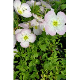 Onagre - Oenothera rosea