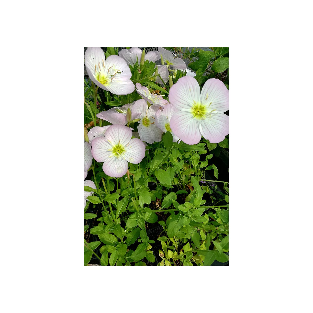 Onagre - Oenothera rosea