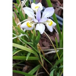 Iris dabashanensis - Iris henryi