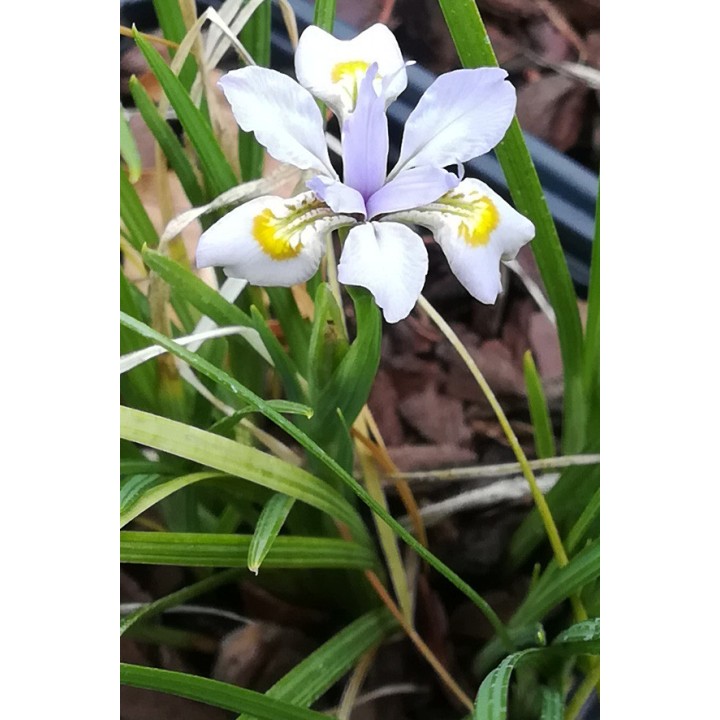 Iris dabashanensis - Iris henryi