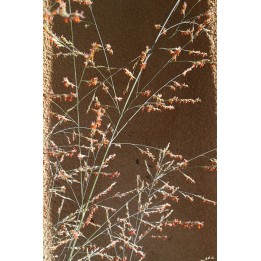 Switch Grass - Panicum amarum 'Dewey Blue'