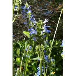 Sauge des marais - Salvia uliginosa 'Ballon Azul'