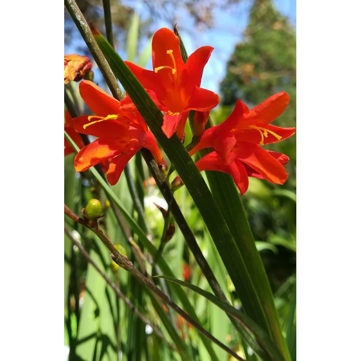 Acheter et connaître Montbrétia - Crocosmia 'Emberglow'