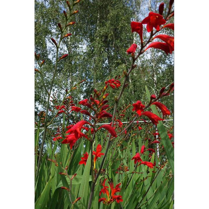 Acheter et connaître Montbrétia - Crocosmia 'Emberglow'