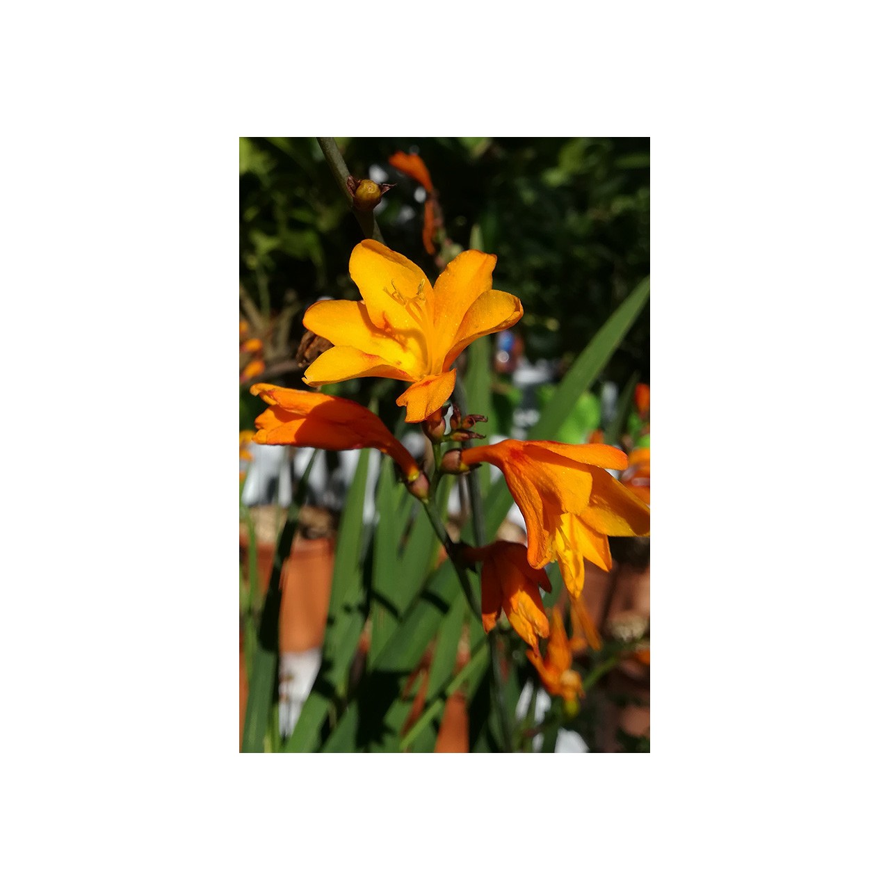 Montbrétia - Crocosmia x crocosmiiflora 'Columbus'