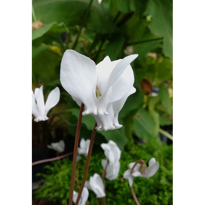 Cyclamen hederifolium 'Album'