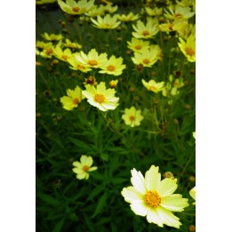 Coreopsis 'Full Moon'