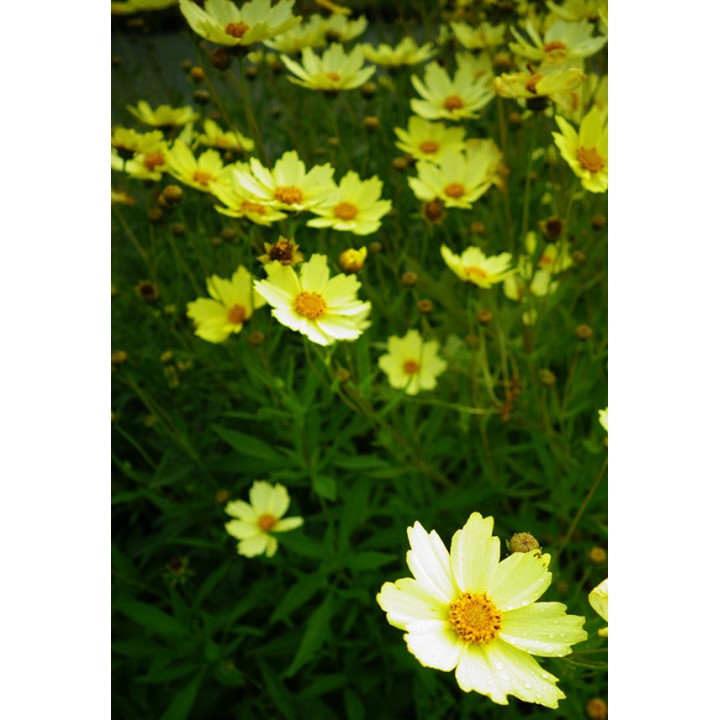 Coreopsis 'Full Moon'