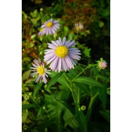 Aster koraiensis