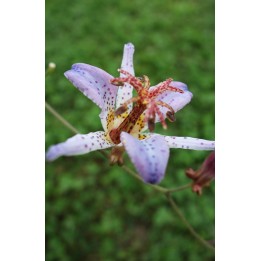 Lis crapaud - Tricyrtis 'Blue Wonder'