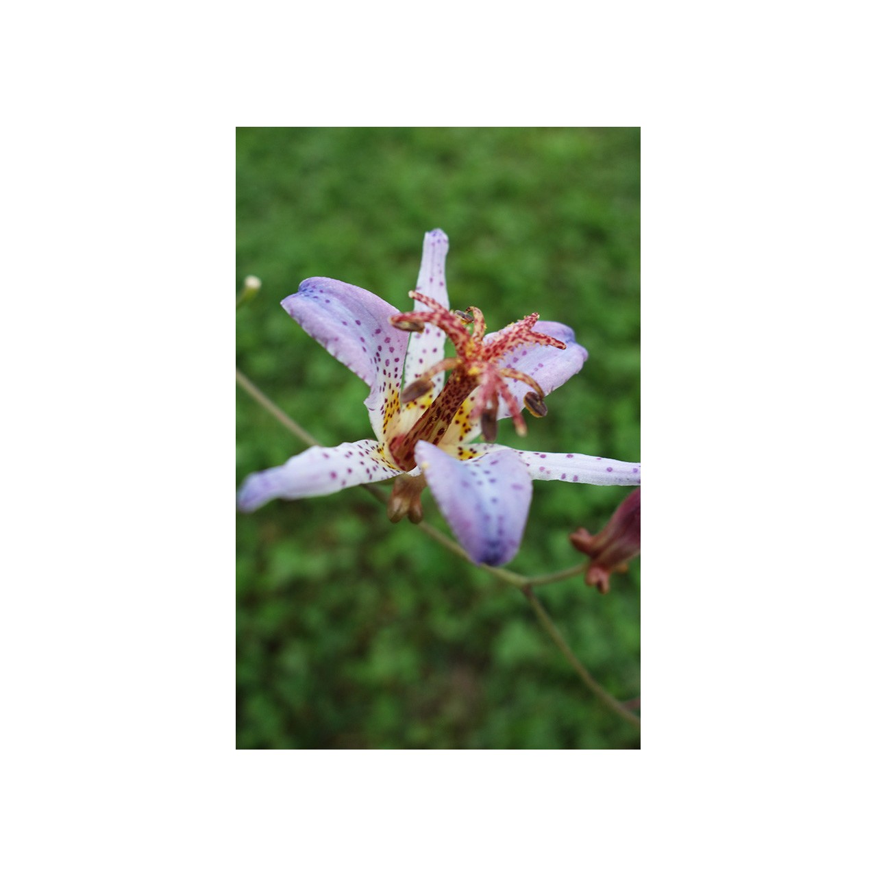 Lis crapaud - Tricyrtis 'Blue Wonder'