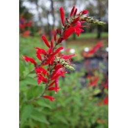 Sauge ananas - Salvia elegans