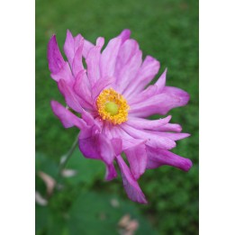 Anemone du Japon - Anemone hupehensis var.japonica 'Prinz Heinrich'