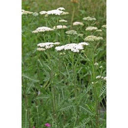Achillée à fleurs blanches - Achillea 'Heinrich Vogeler'