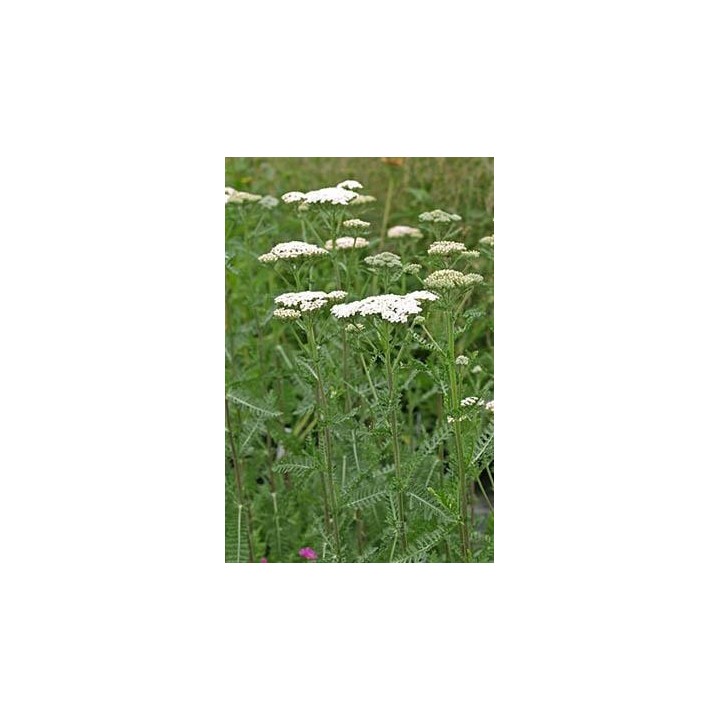 Achillée à fleurs blanches - Achillea 'Heinrich Vogeler'