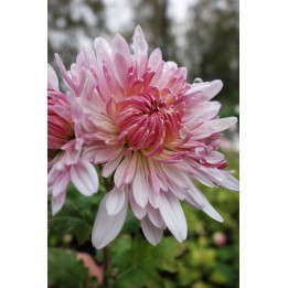 Chrysanthème - Chrysanthemum 'Emperor of China'