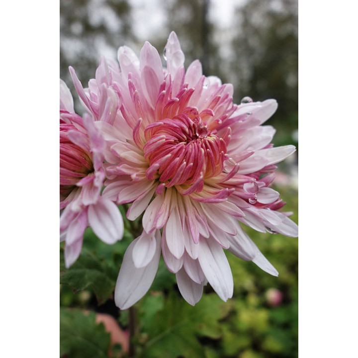 Chrysanthème - Chrysanthemum 'Emperor of China'