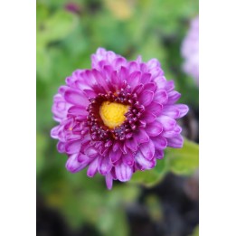 Chrysanthème - Chrysanthemum 'Mei Kyo'