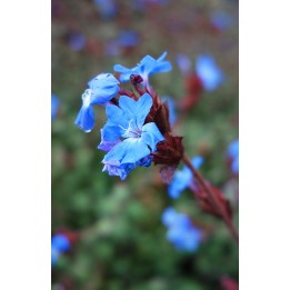 Plumbago arbustif - Ceratostigma griffithii