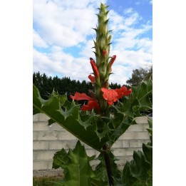 Acanthe arbustive - Acanthus sennii