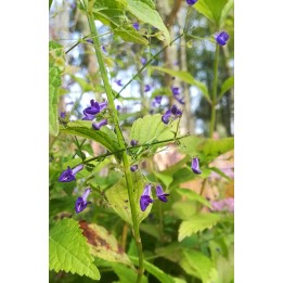 Isodon longitubus 'Noshoku'