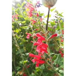 La sauge rouge du Mexique - Salvia darcyi -