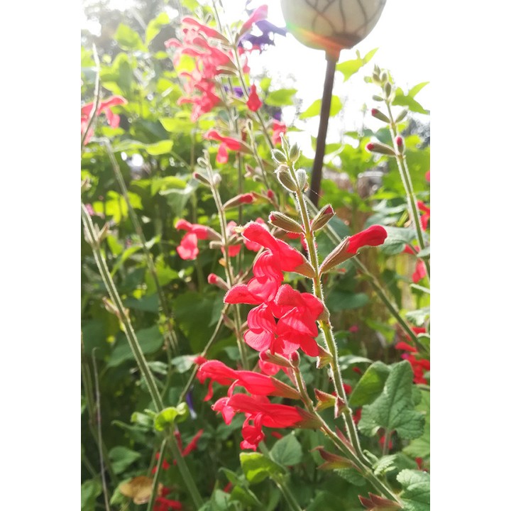 La sauge rouge du Mexique - Salvia darcyi -
