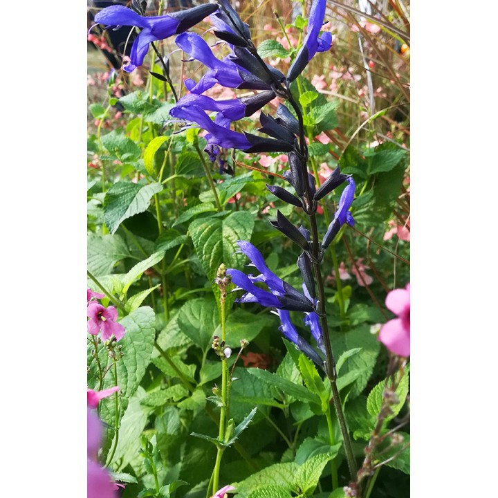 Sauge - Salvia guaranitica 'Black & Blue'