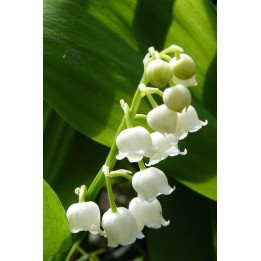 Muguet de Mai - Convallaria majalis