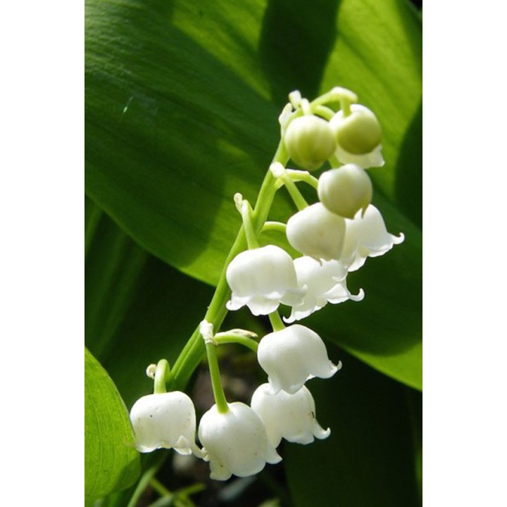 Muguet de Mai - Convallaria majalis