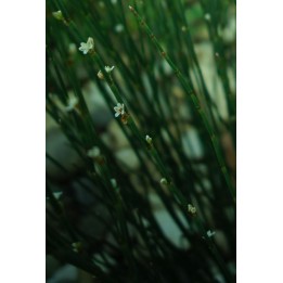 Renouée à balais - Polygonum scoparium