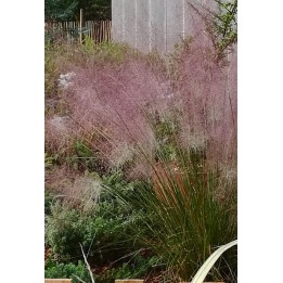 Eragrostis spectabilis