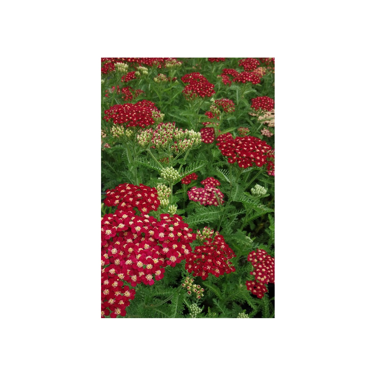 Achillée - Achillea 'Paprika'