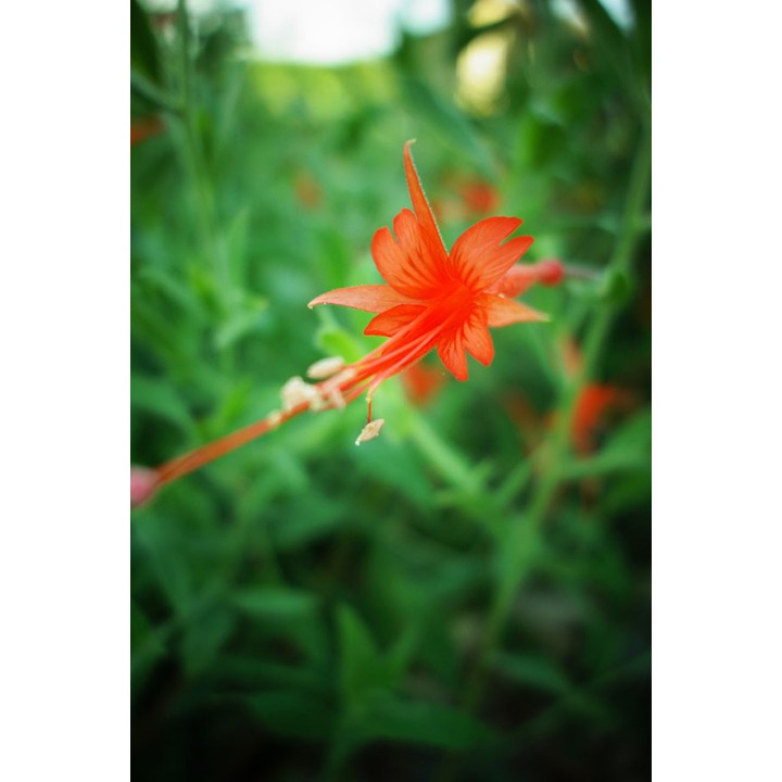 Epilobium californicum subsp. latifolium - Zauschneria californica var. latifolia