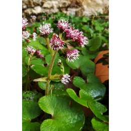 Heliotrope d'hiver - Petasites fragrans  Description et achat en ligne