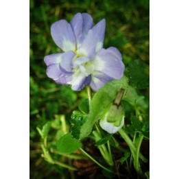 Violette de Toulouse - Viola suavis 'Parme de Toulouse'