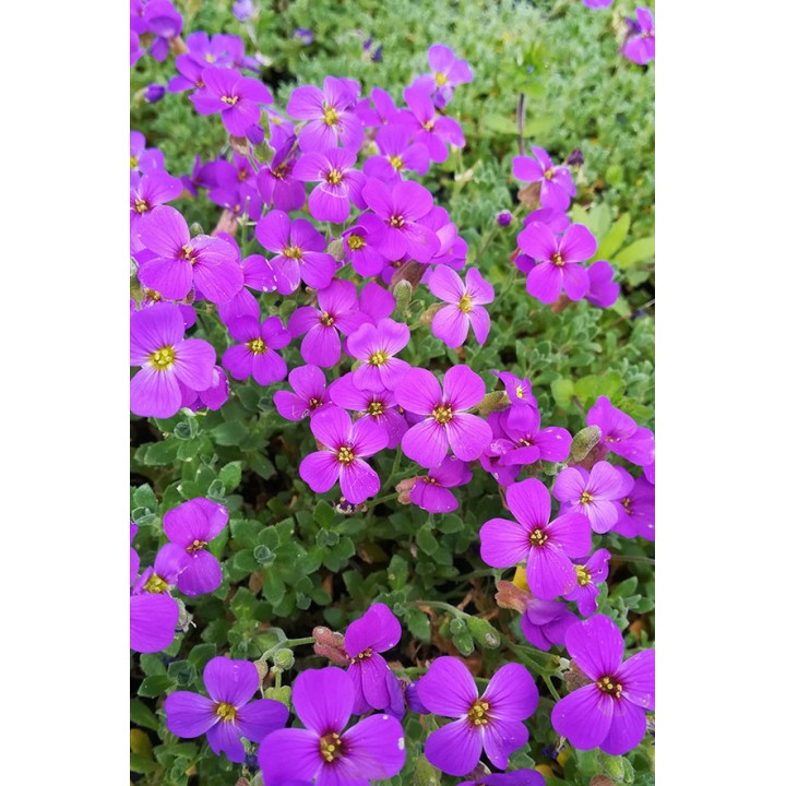 Aubriette - Aubrieta 'Hamburger Stadtpark'
