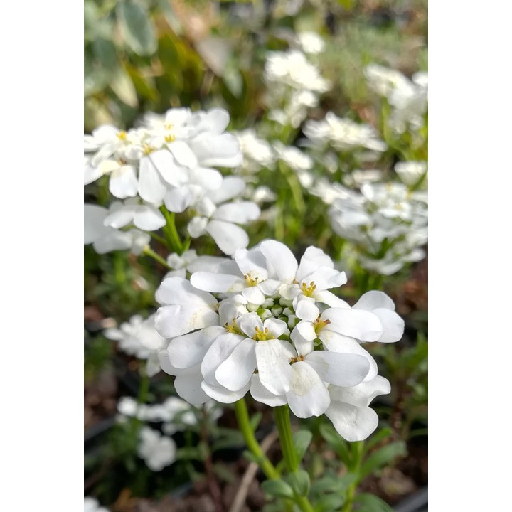 Corbeille d'argent - Iberis sempervirens 'Snowflake'