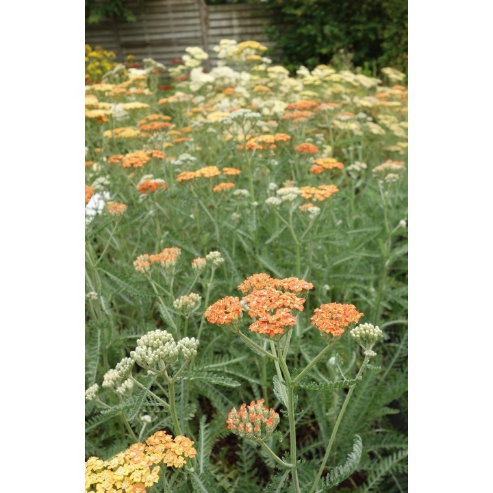 Achillée - Achillea 'Terracotta'