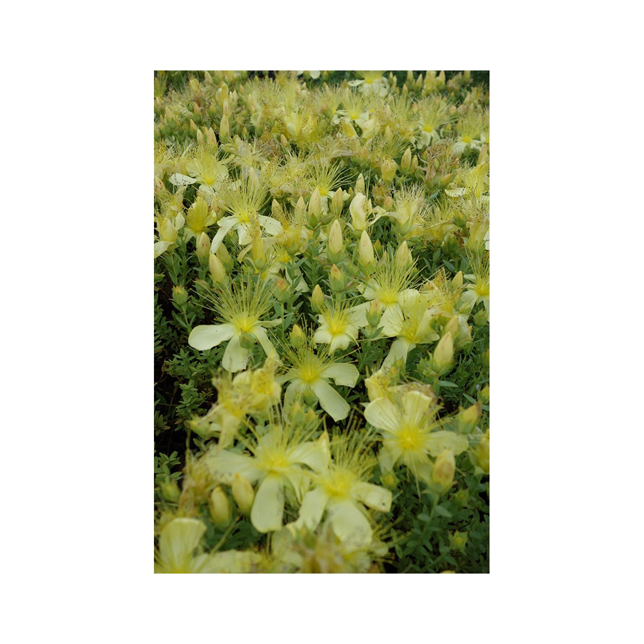 Millepertuis de l'Olympe - Hypericum olympicum f.minus 'Sulphureum'