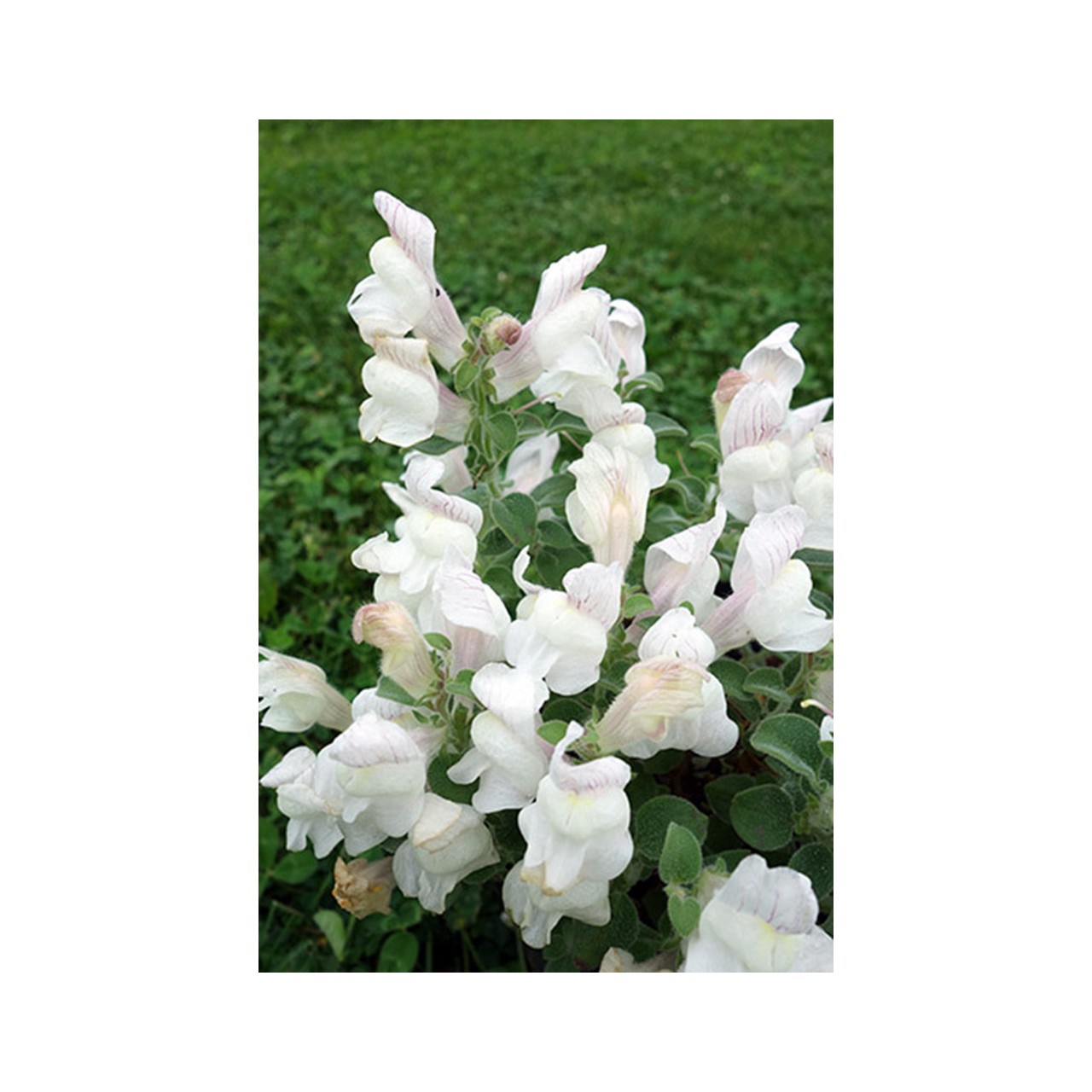 Muflier sempervirent - Antirrhinum sempervirens