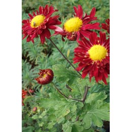 Chrysanthème de jardin - Chrysanthemum 'Ceddie Mason'