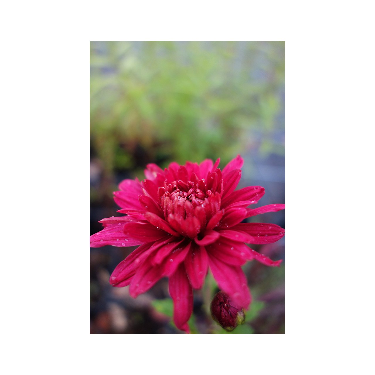 Chrysanthème de jardin - Chrysanthemum 'Duchess of Edinburgh'