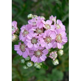 Achillée - Achillea alpina subsp. camtschatica 'Love Parade'