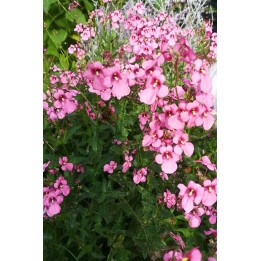 Diascia personata